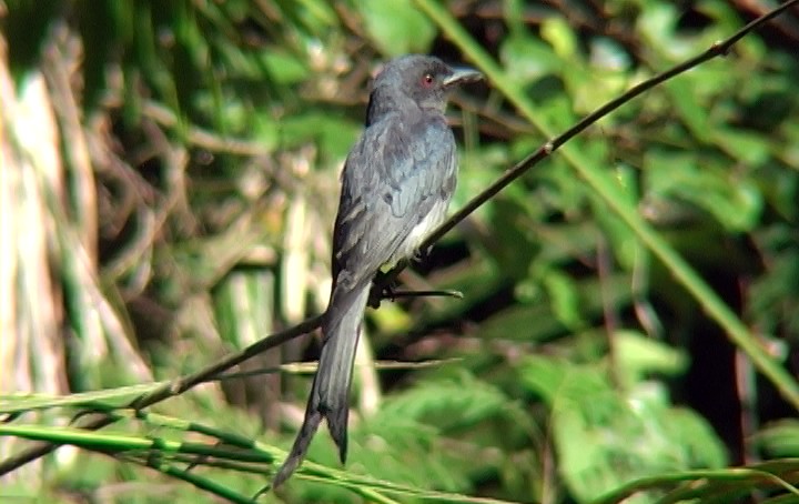 drongo kouřový [skupina leucophaeus] - ML325797651