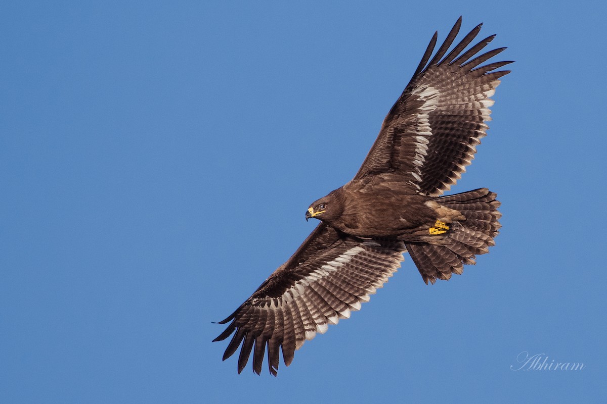 Steppe Eagle - ML325798061