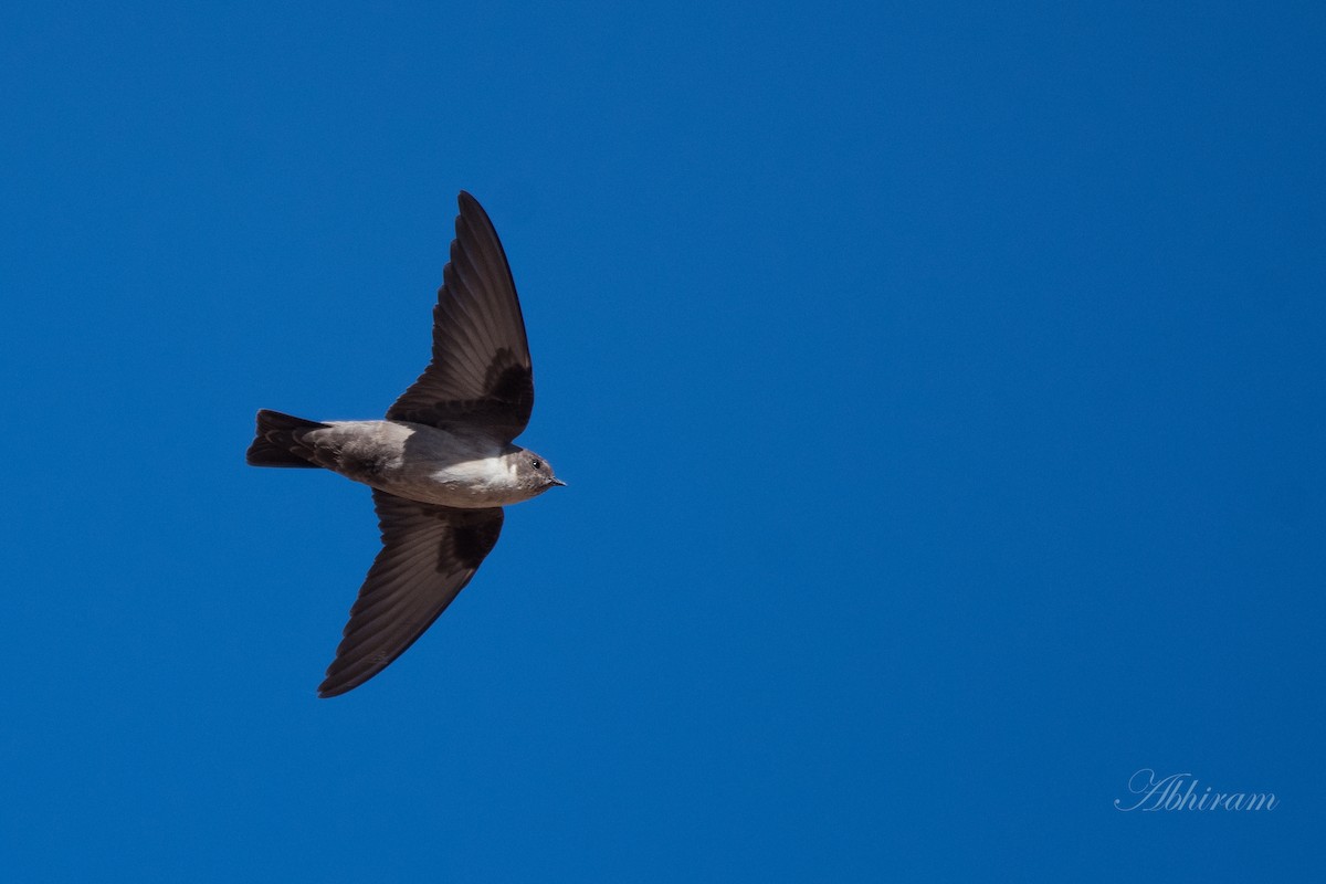 Eurasian Crag-Martin - ML325798111