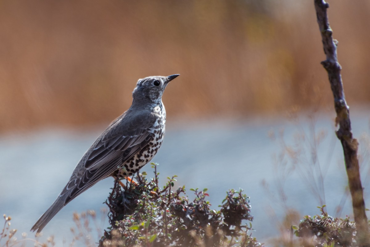 Mistle Thrush - ML325798171