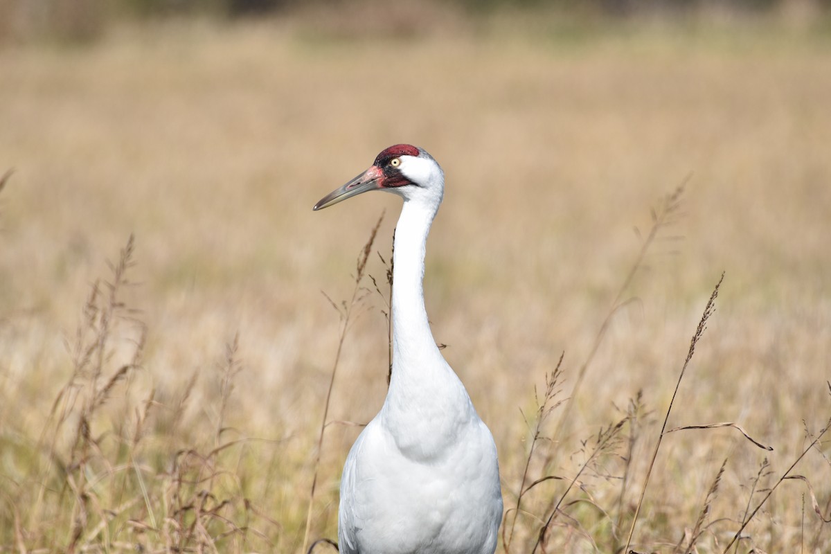 Whooping Crane - ML325799051