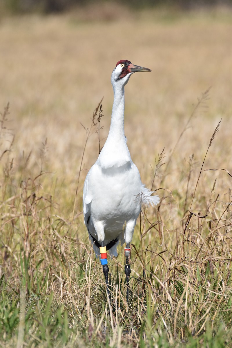 Whooping Crane - ML325799061