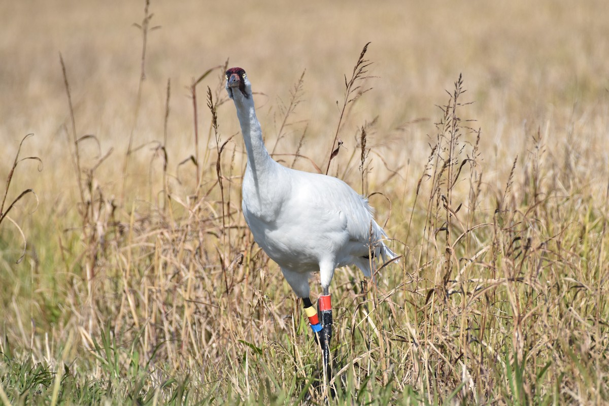 Whooping Crane - ML325799071