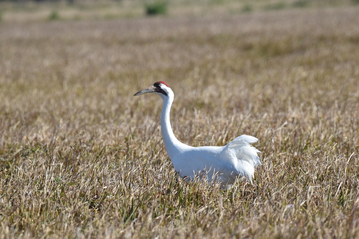 Whooping Crane - ML325799171