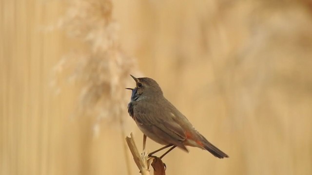 Blaukehlchen - ML325799181