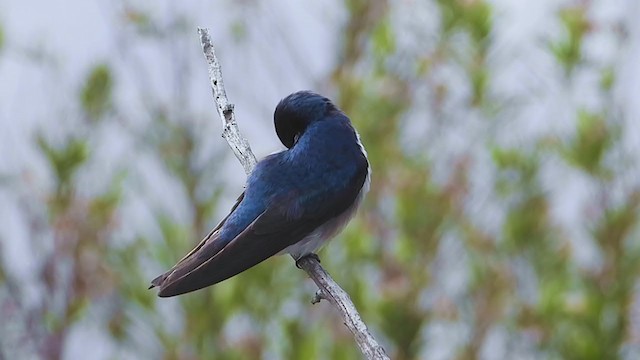 Tree Swallow - ML325799211
