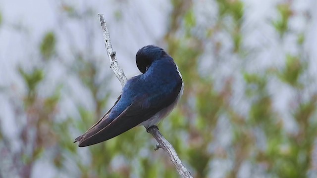 Tree Swallow - ML325799211