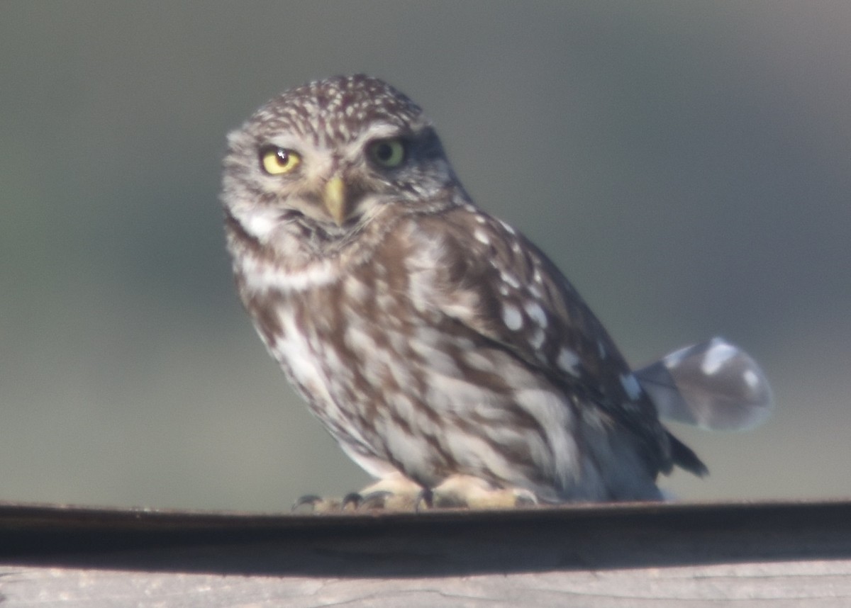 Little Owl - ML325800241