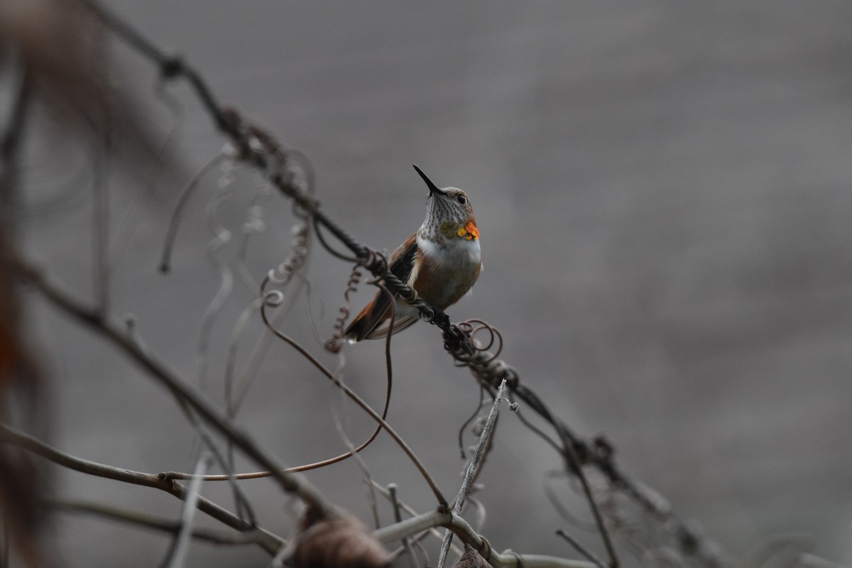 Rufous Hummingbird - ML325801231