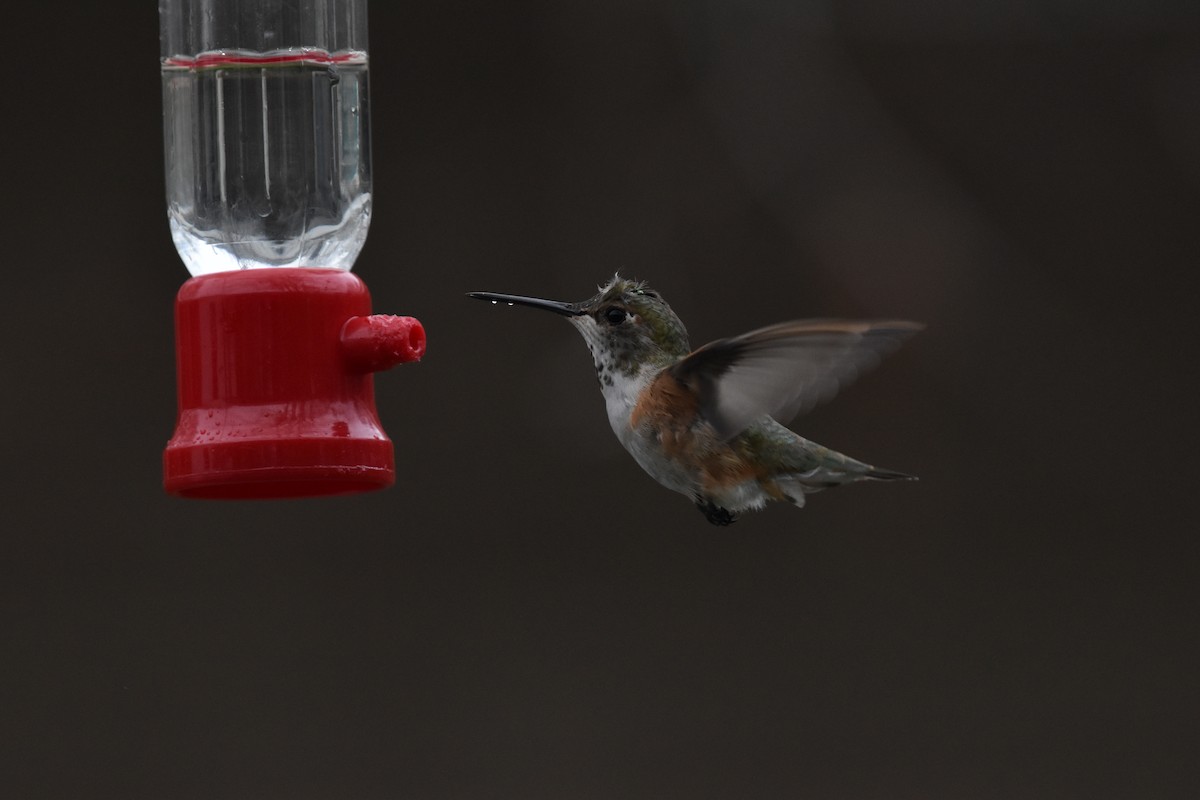 Rufous Hummingbird - ML325801251