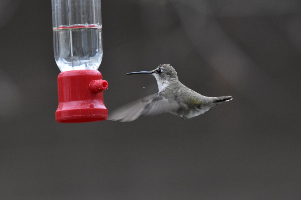 Black-chinned Hummingbird - ML325801371