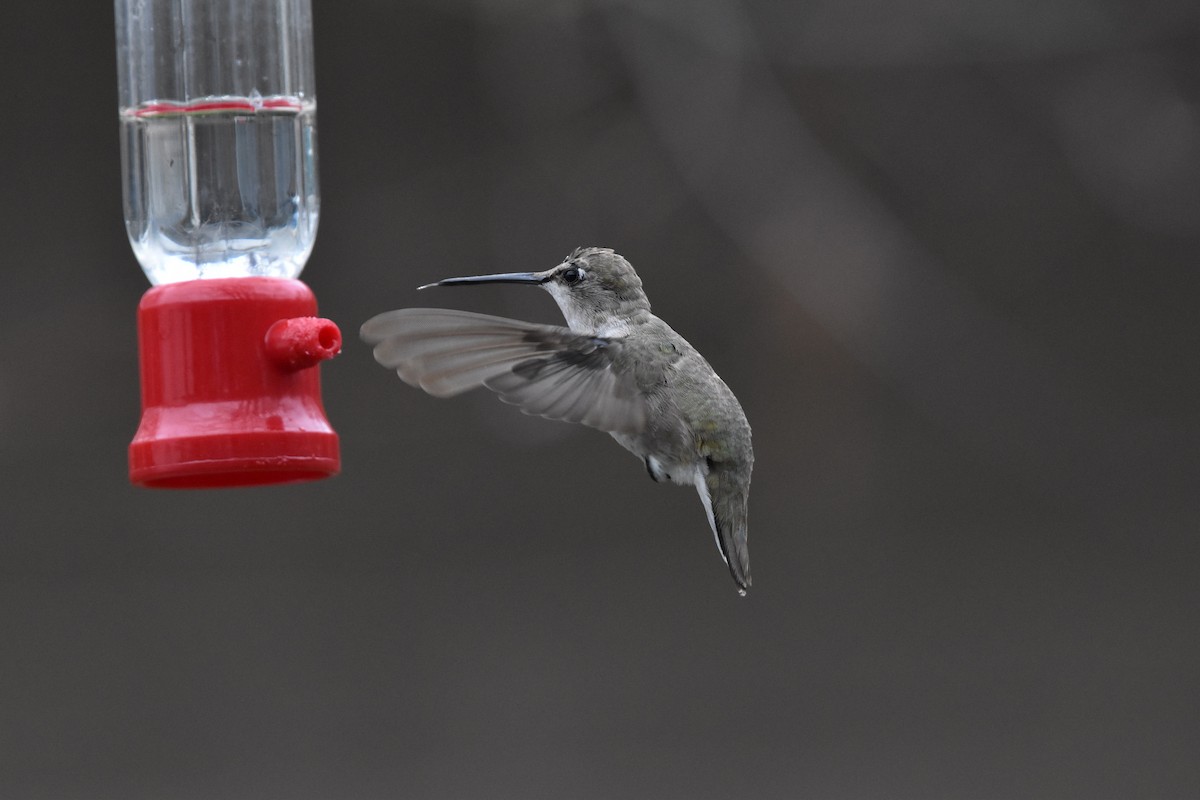 Black-chinned Hummingbird - ML325801381