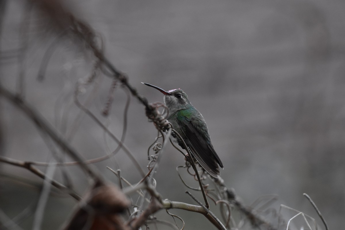 Broad-billed Hummingbird - ML325801621
