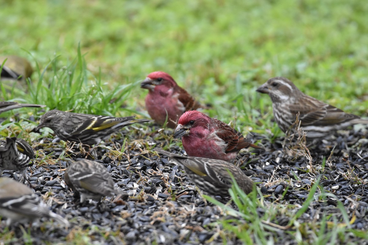 Purple Finch - ML325801711