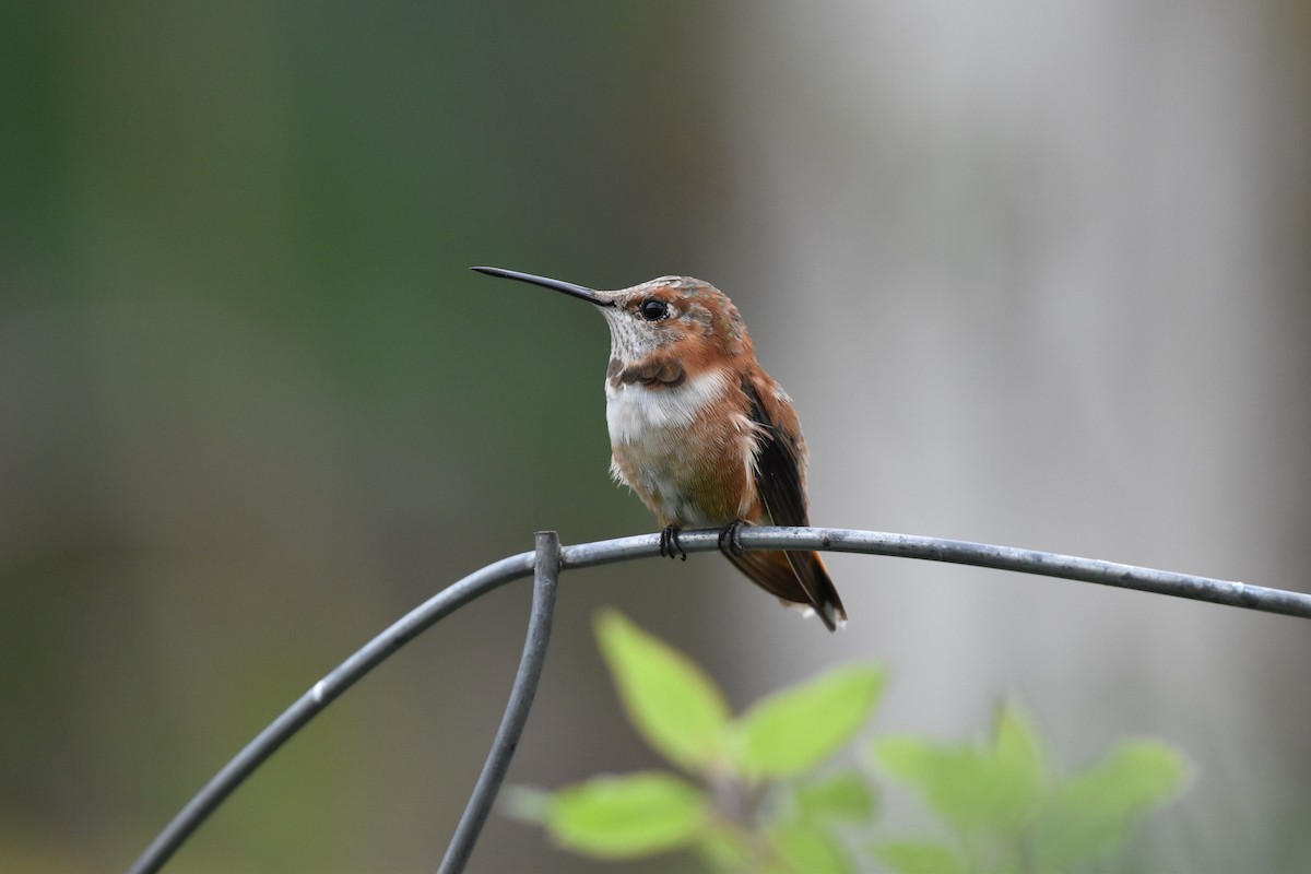 Rufous Hummingbird - ML325801881