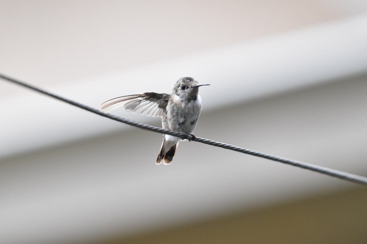 Calliope Hummingbird - ML325801931
