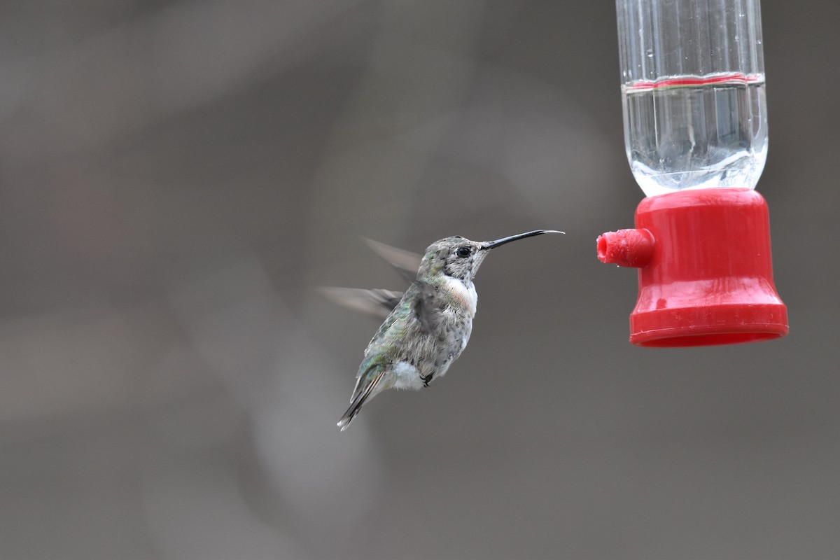 Calliope Hummingbird - ML325801941