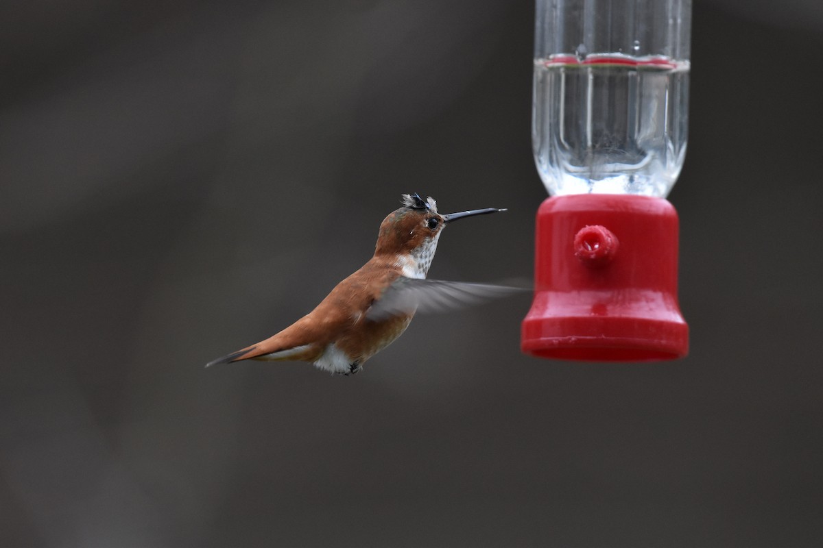 Rufous Hummingbird - ML325802061