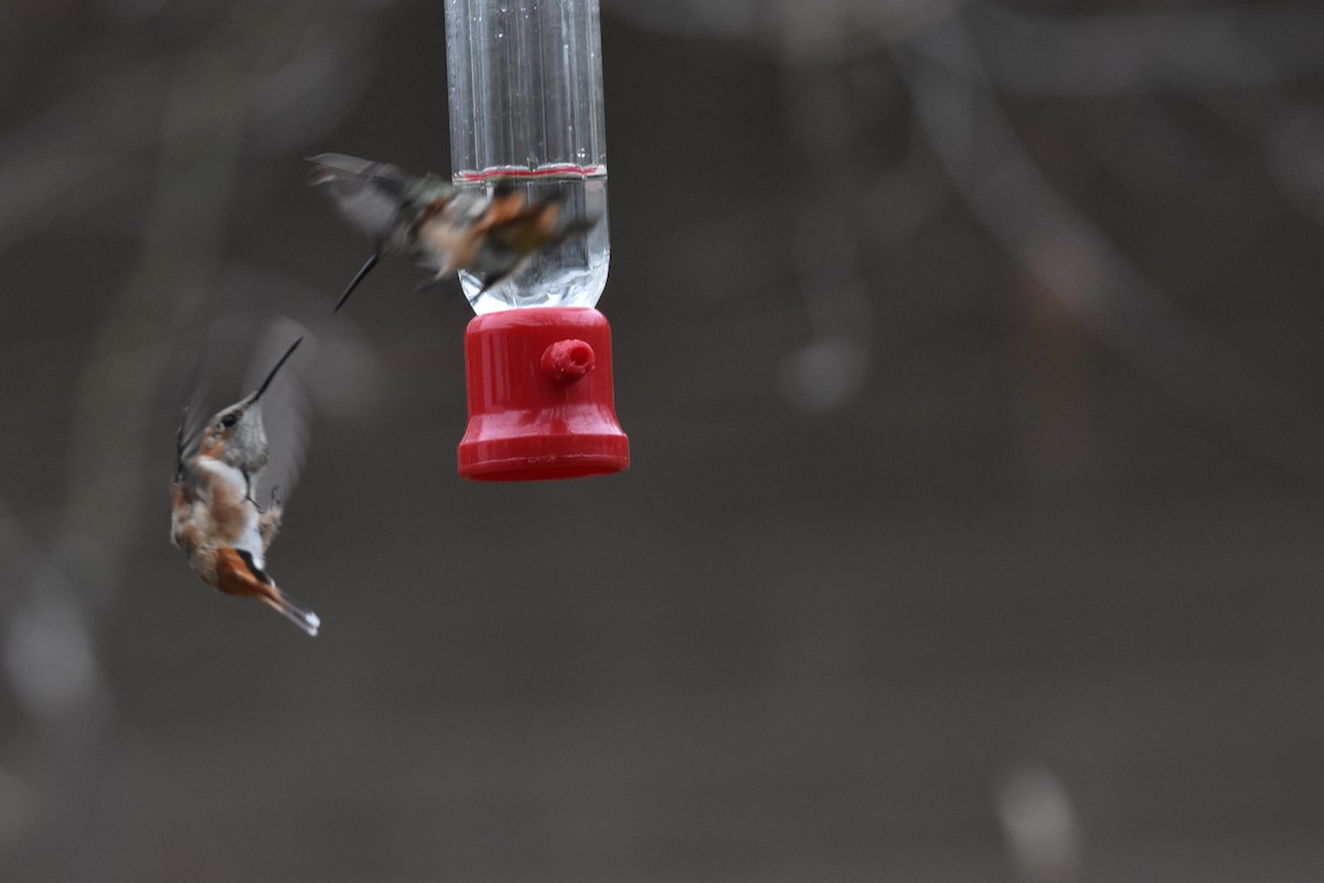 Rufous Hummingbird - ML325802071