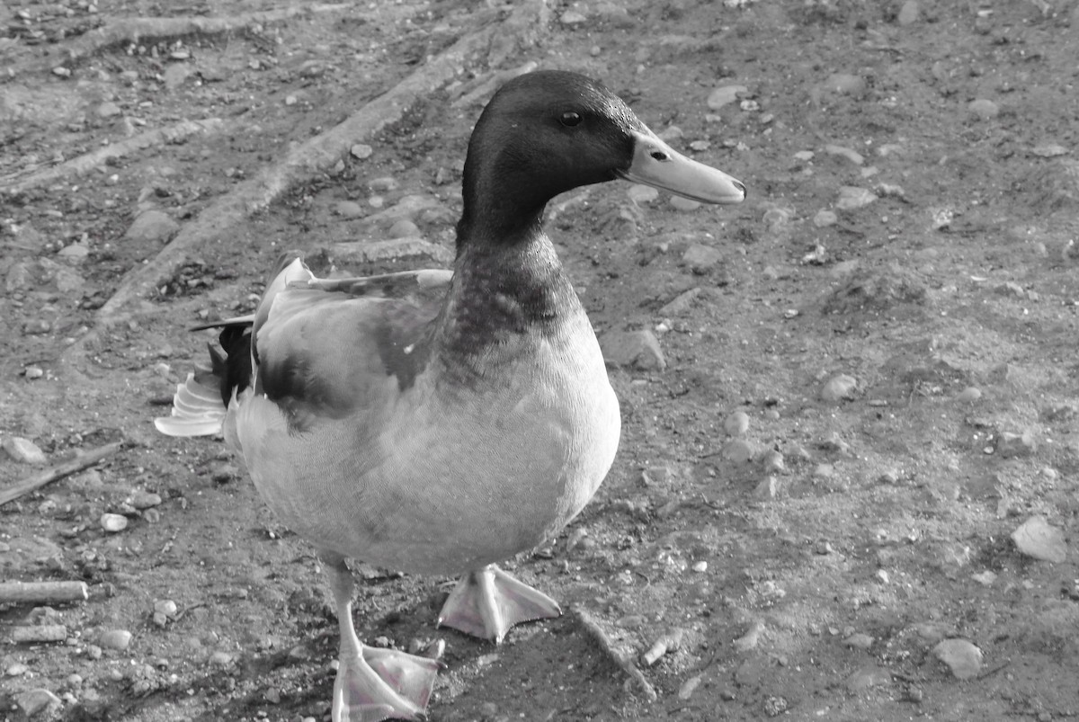 Тэжээмэл нугас - ML325802201