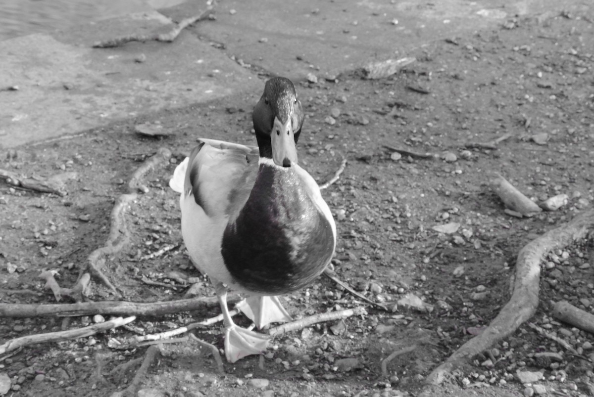 Тэжээмэл нугас - ML325802221