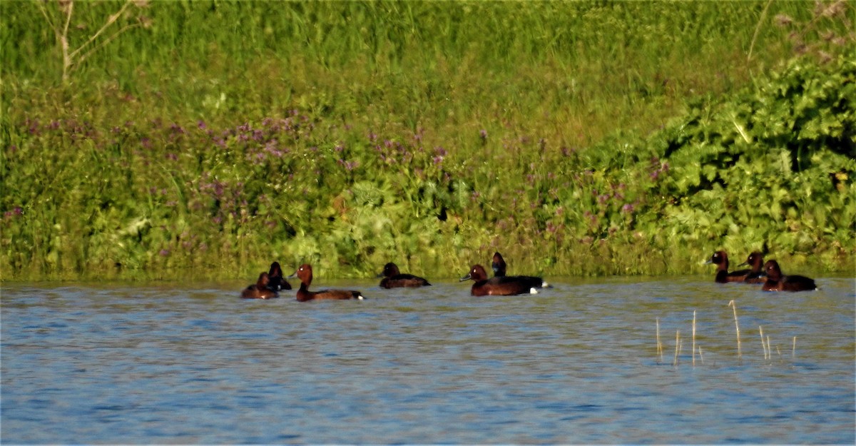 Ferruginous Duck - ML325802241