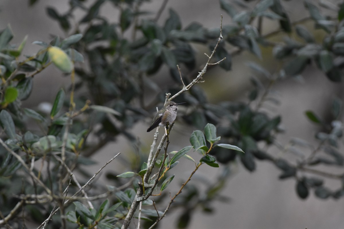 Anna's Hummingbird x Selasphorus sp. (hybrid) - ML325802311