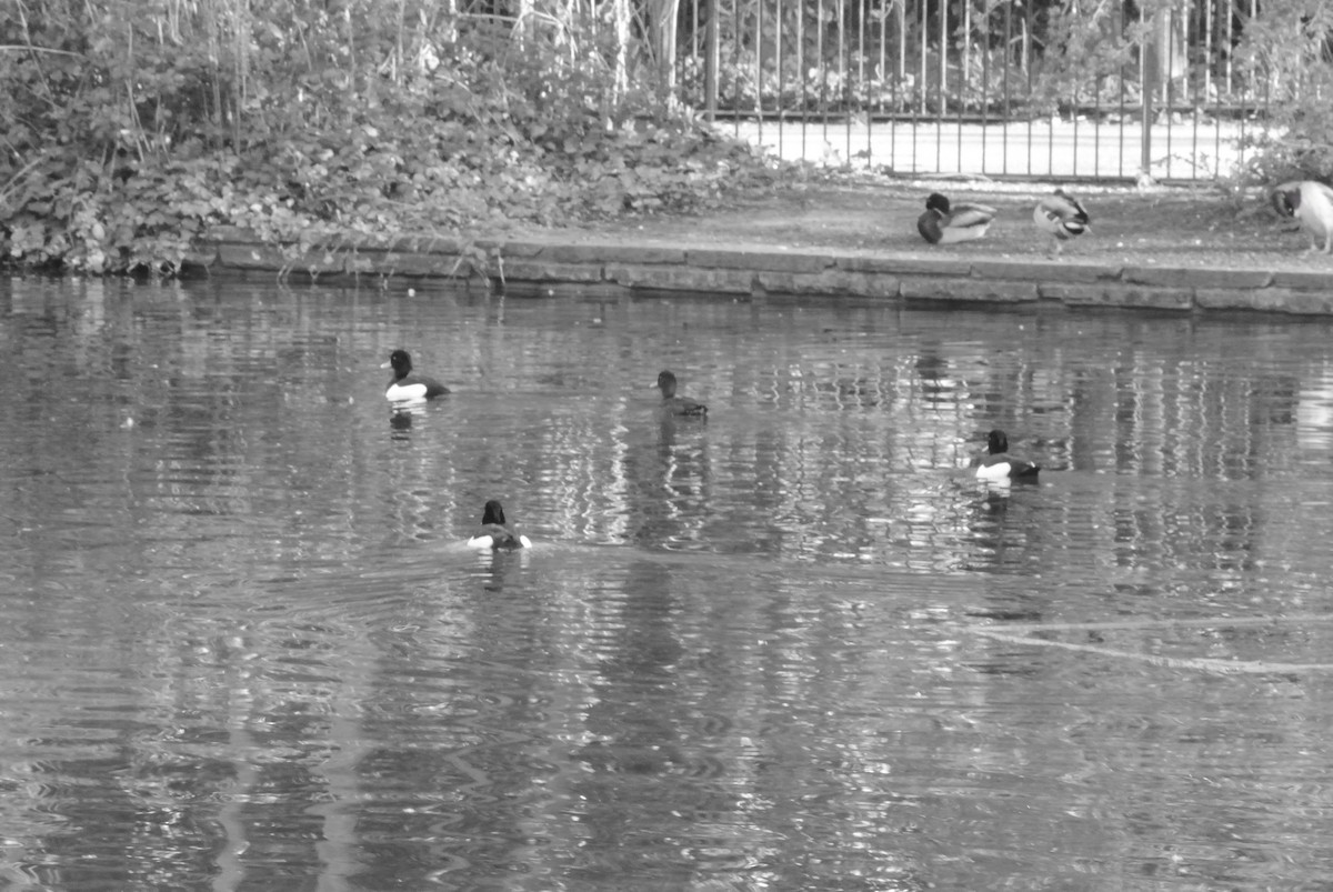 Гэзэгт шумбуур - ML325802331