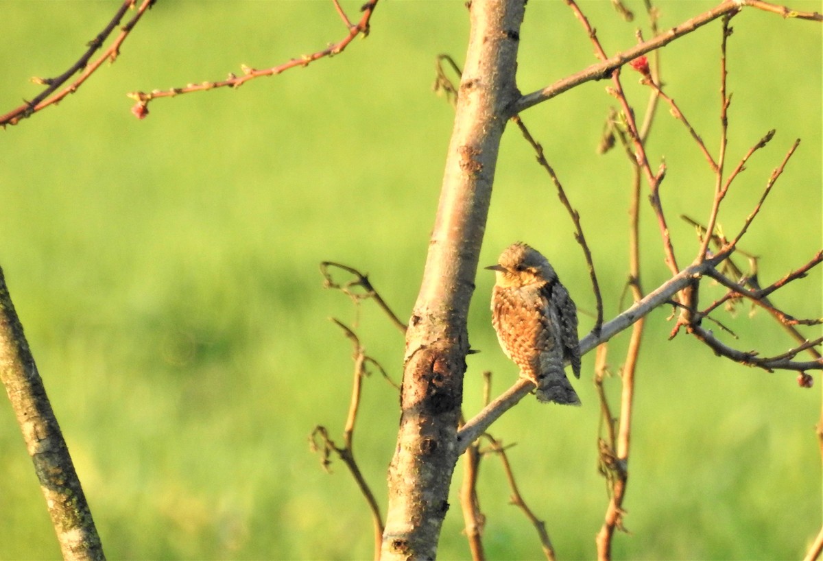 Eurasian Wryneck - ML325802431