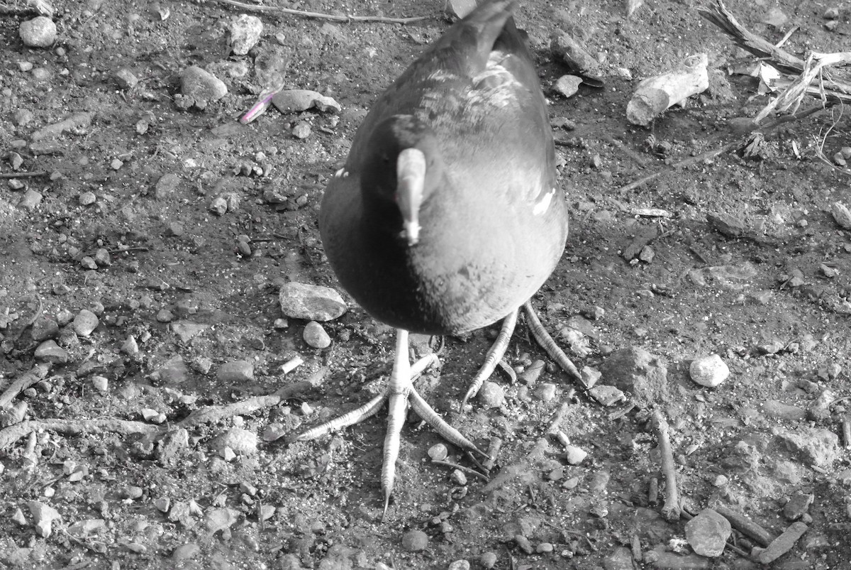 Хажилгат түнжүүр - ML325802441