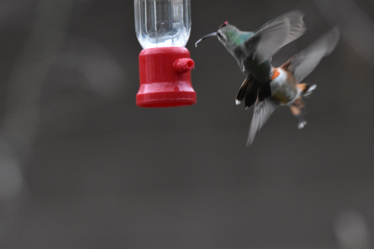 Broad-billed Hummingbird - ML325802551