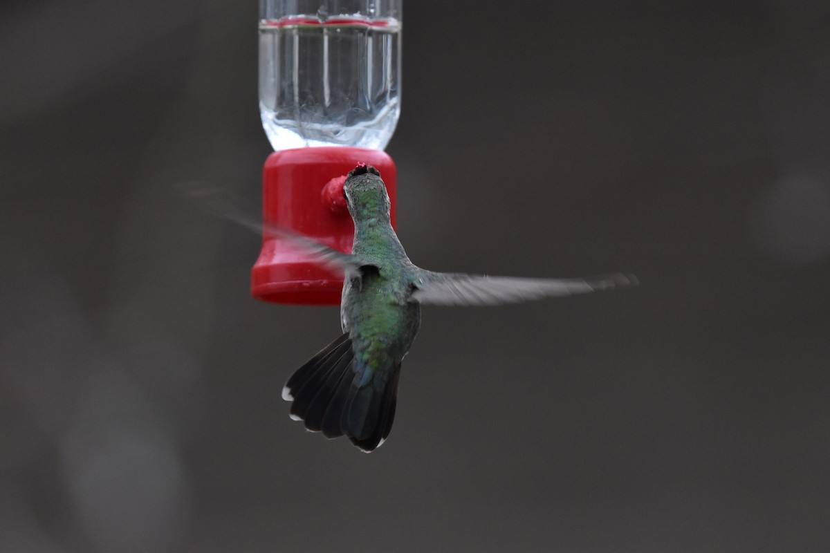 Broad-billed Hummingbird - ML325802671