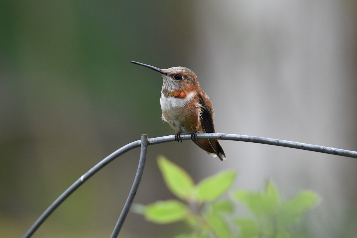 Rufous Hummingbird - ML325802911