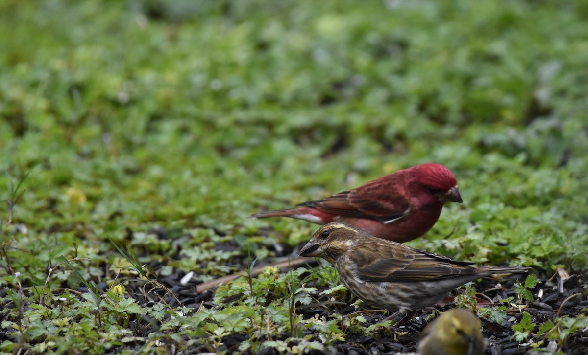 Purple Finch - ML325803151