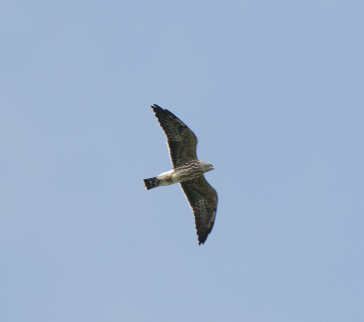 Mississippi Kite - ML32580321