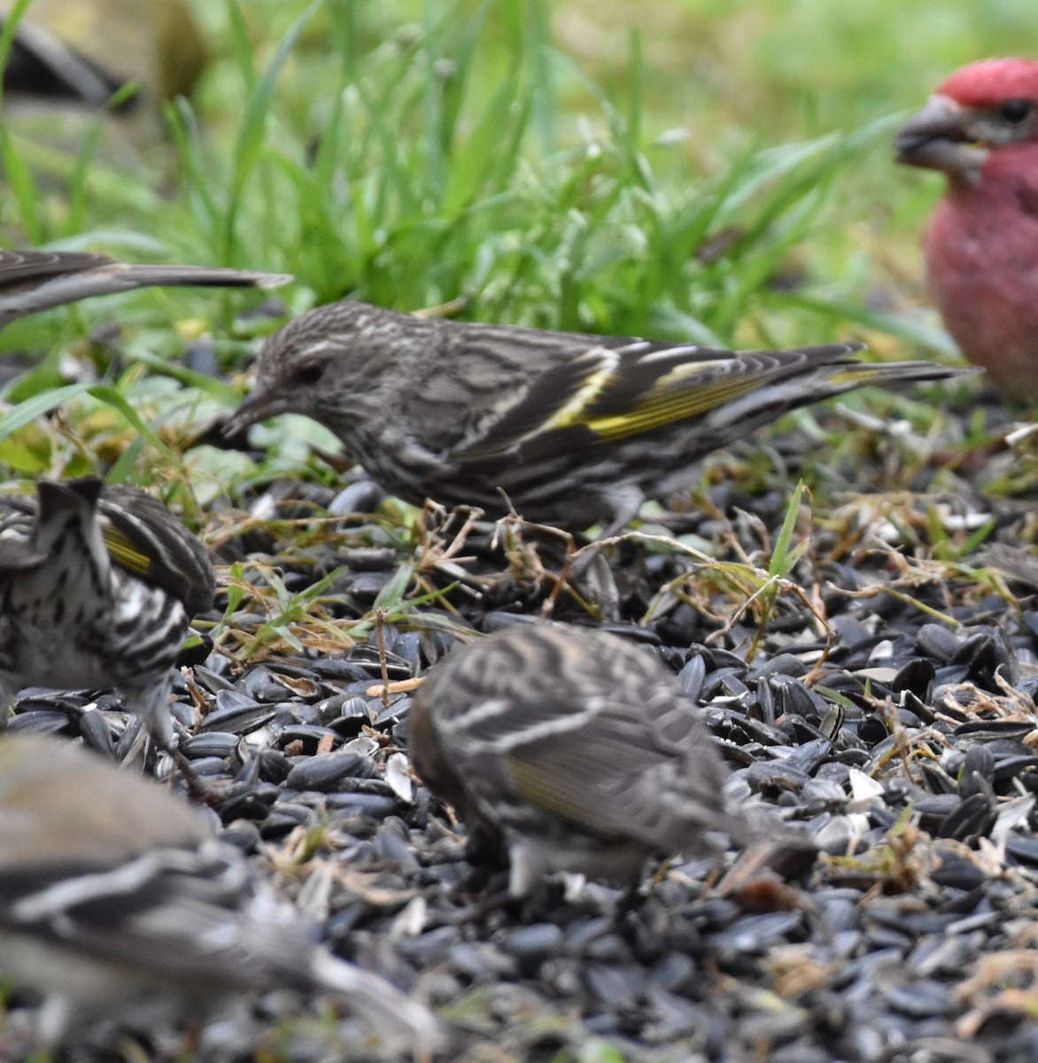 Pine Siskin - ML325803291