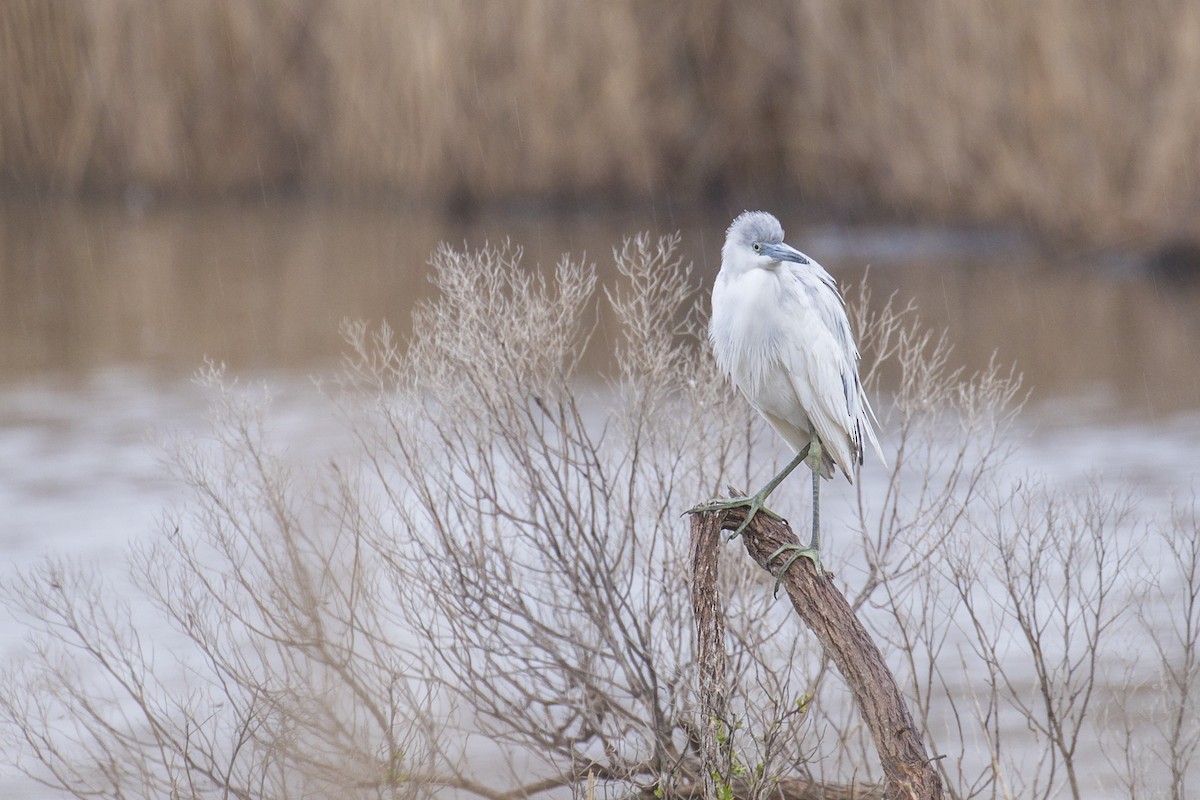 Little Blue Heron - ML325805221