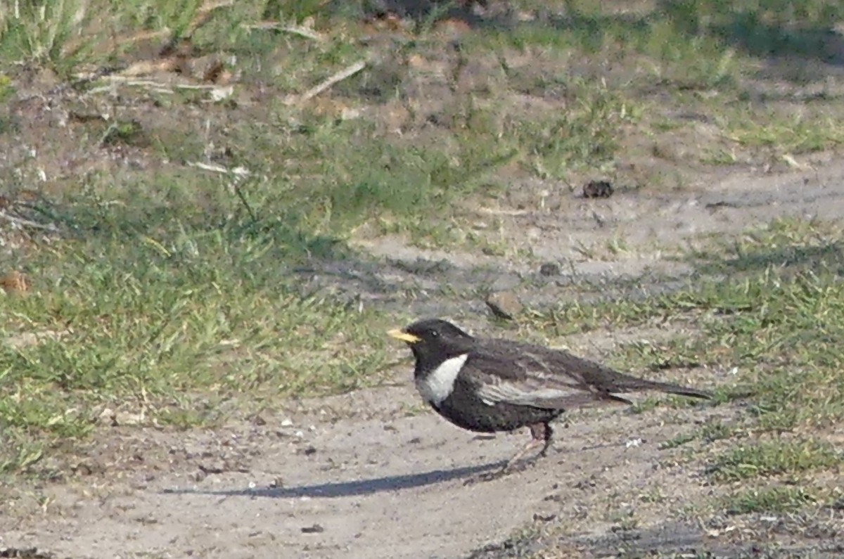 Ring Ouzel - Etienne Decencière