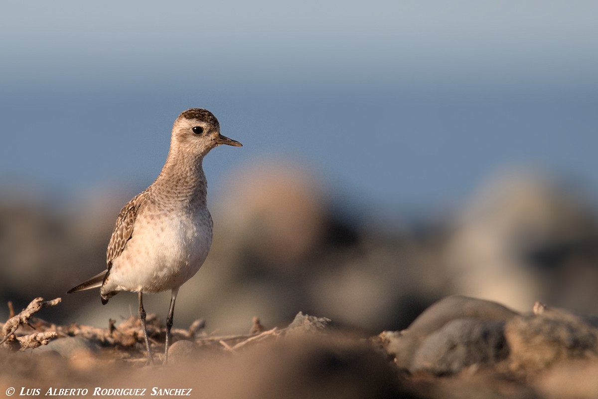 American Golden-Plover - ML325809011