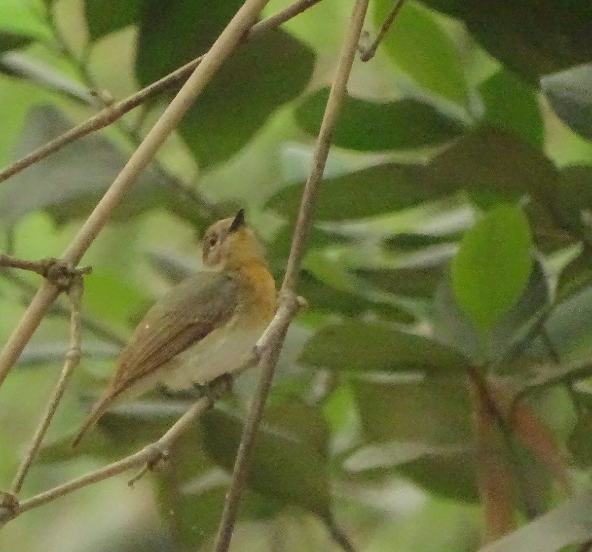 Blue-throated Flycatcher - ML325809051