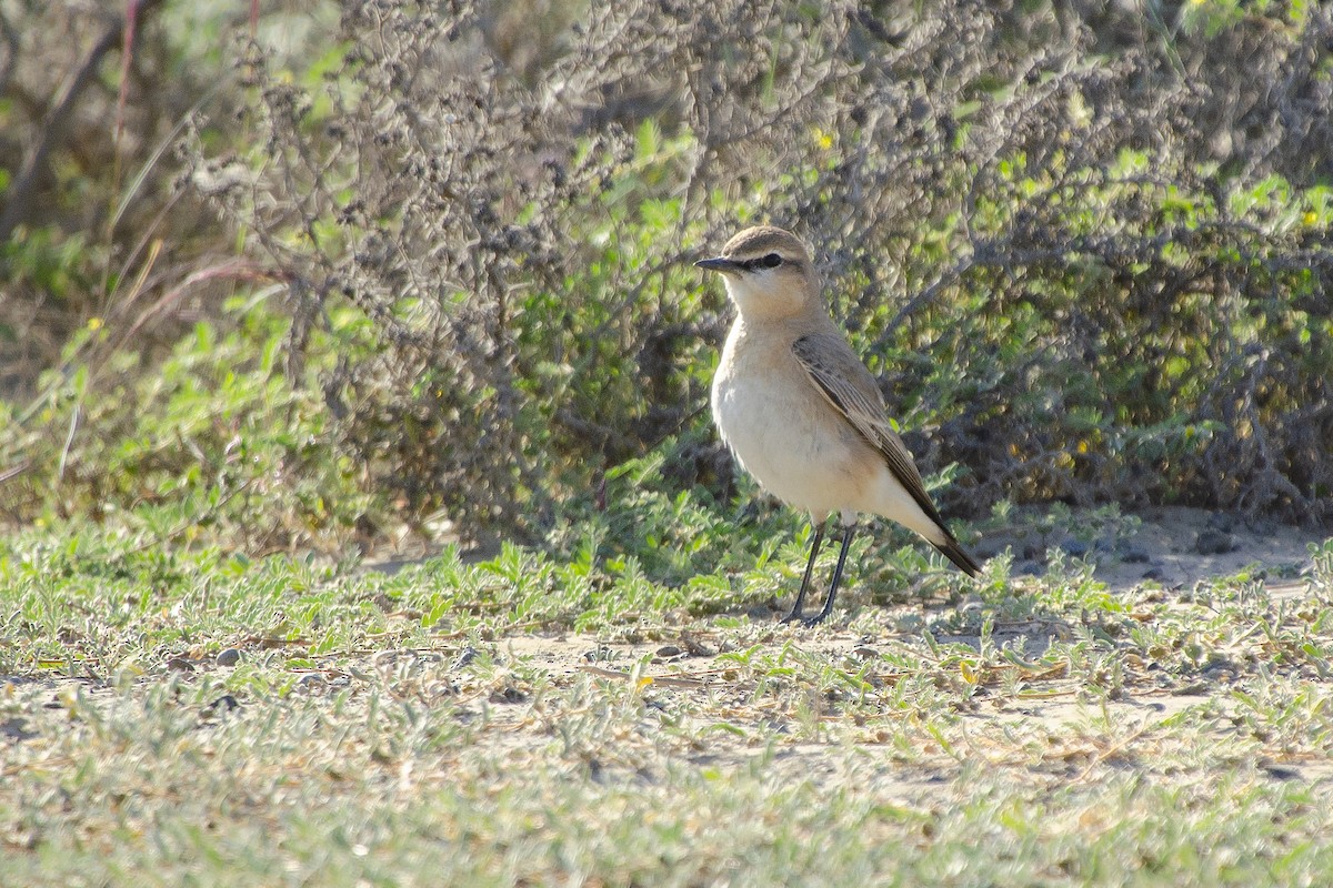 Isabelline Wheatear - Miguel Rouco