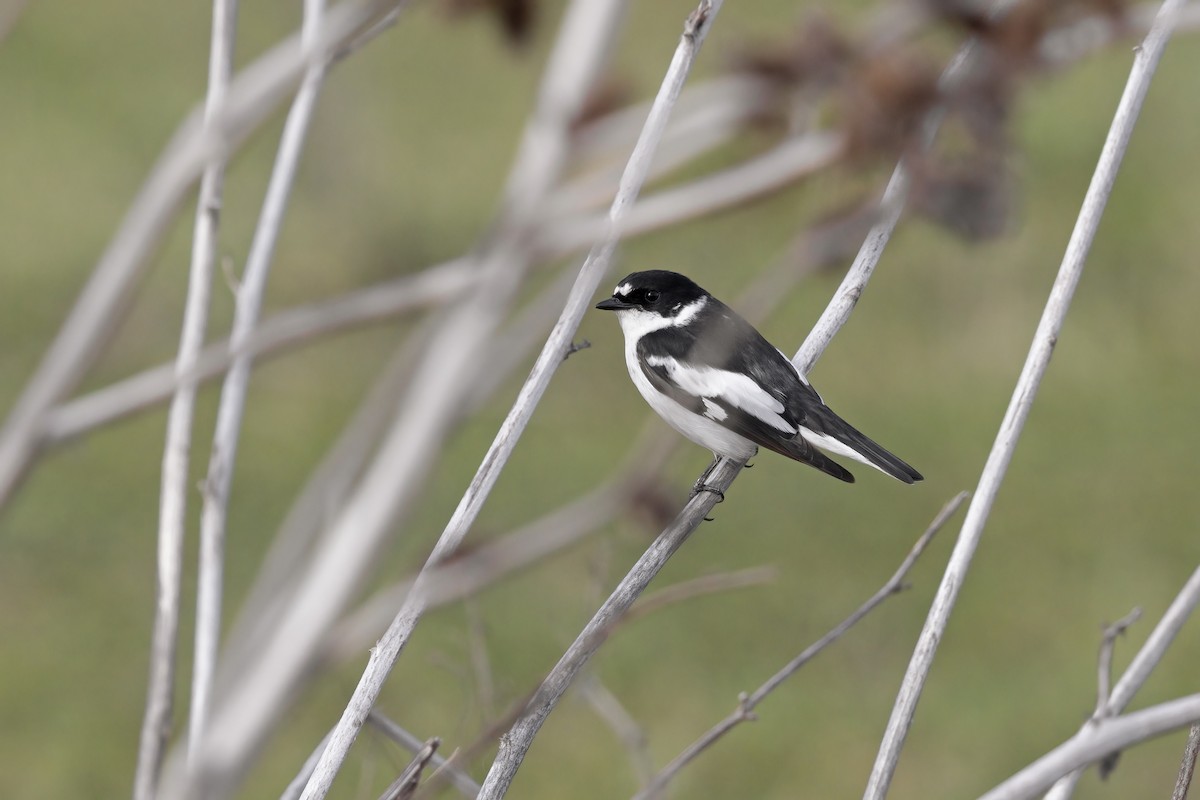 Semicollared Flycatcher - ML325809261