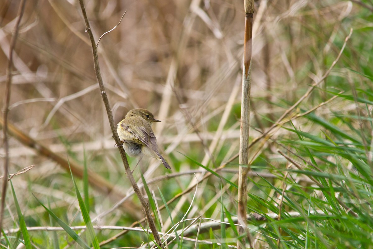 Common Chiffchaff - ML325810211