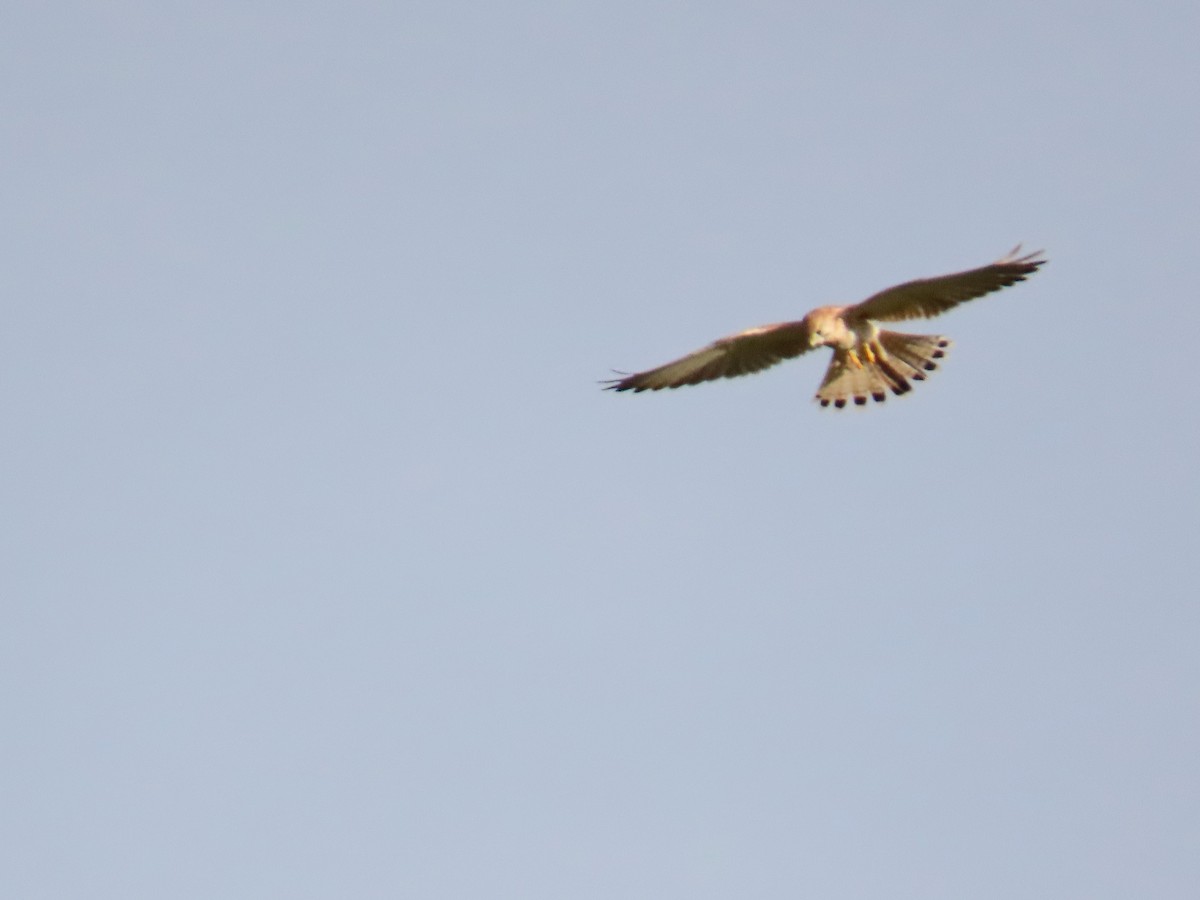 Nankeen Kestrel - Marian W