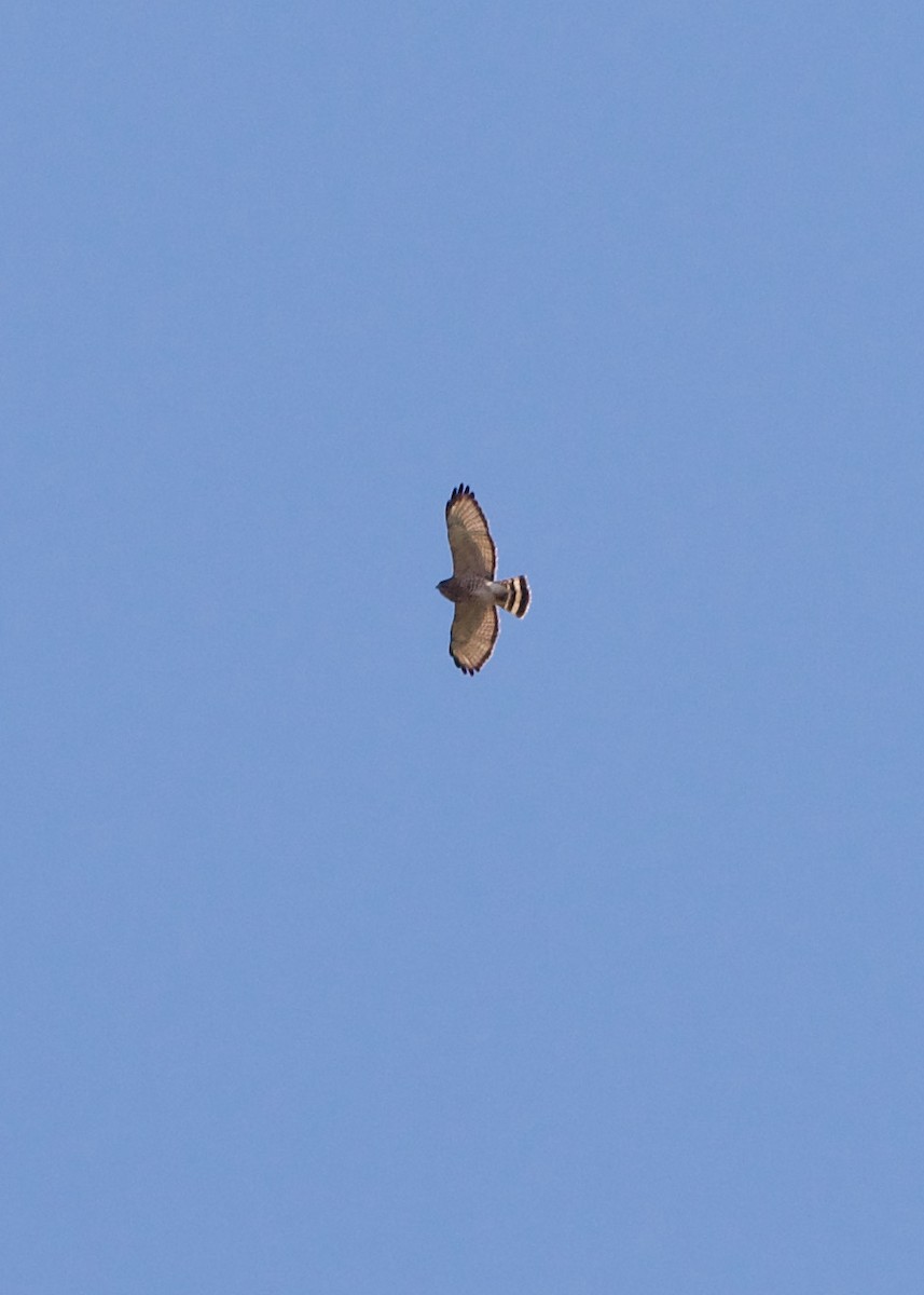 Broad-winged Hawk - ML325811271