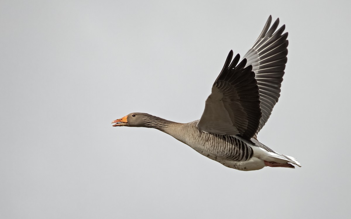 Graylag Goose (European) - ML325812711