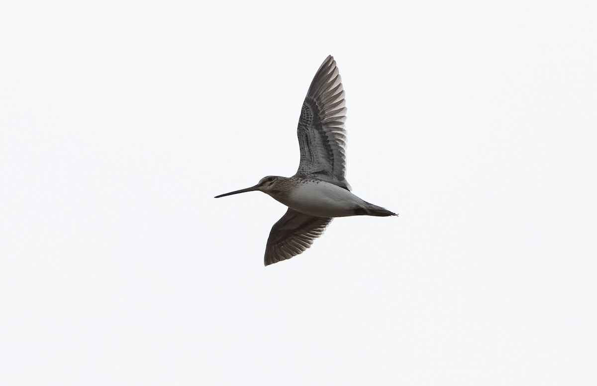 Common Snipe - ML325812731