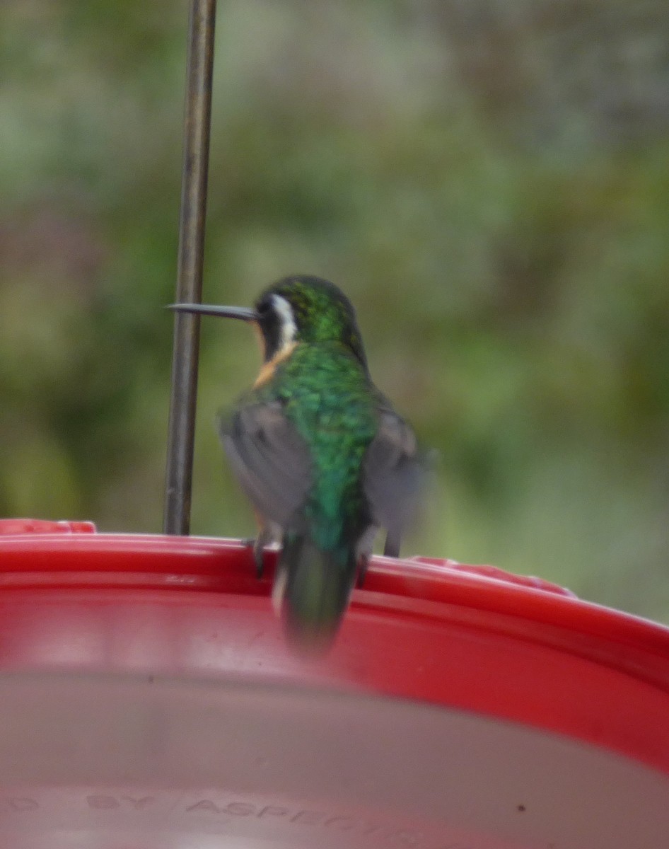 Colibrí Gorjipúrpura - ML32581431