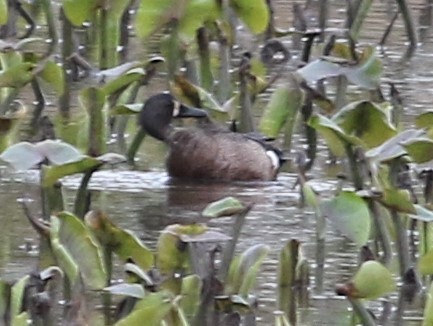 Blue-winged Teal - Daniel Lebbin