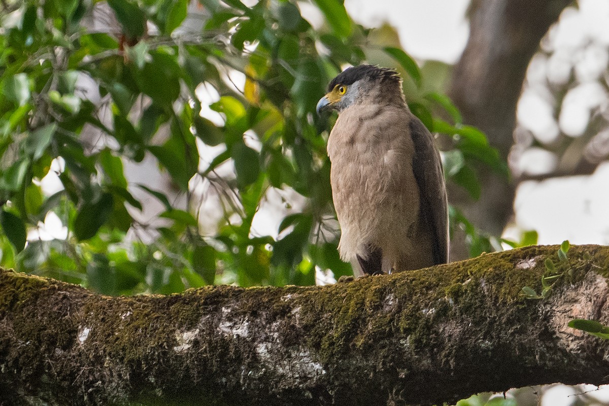 Nicobar Serpent-Eagle - ML325815151